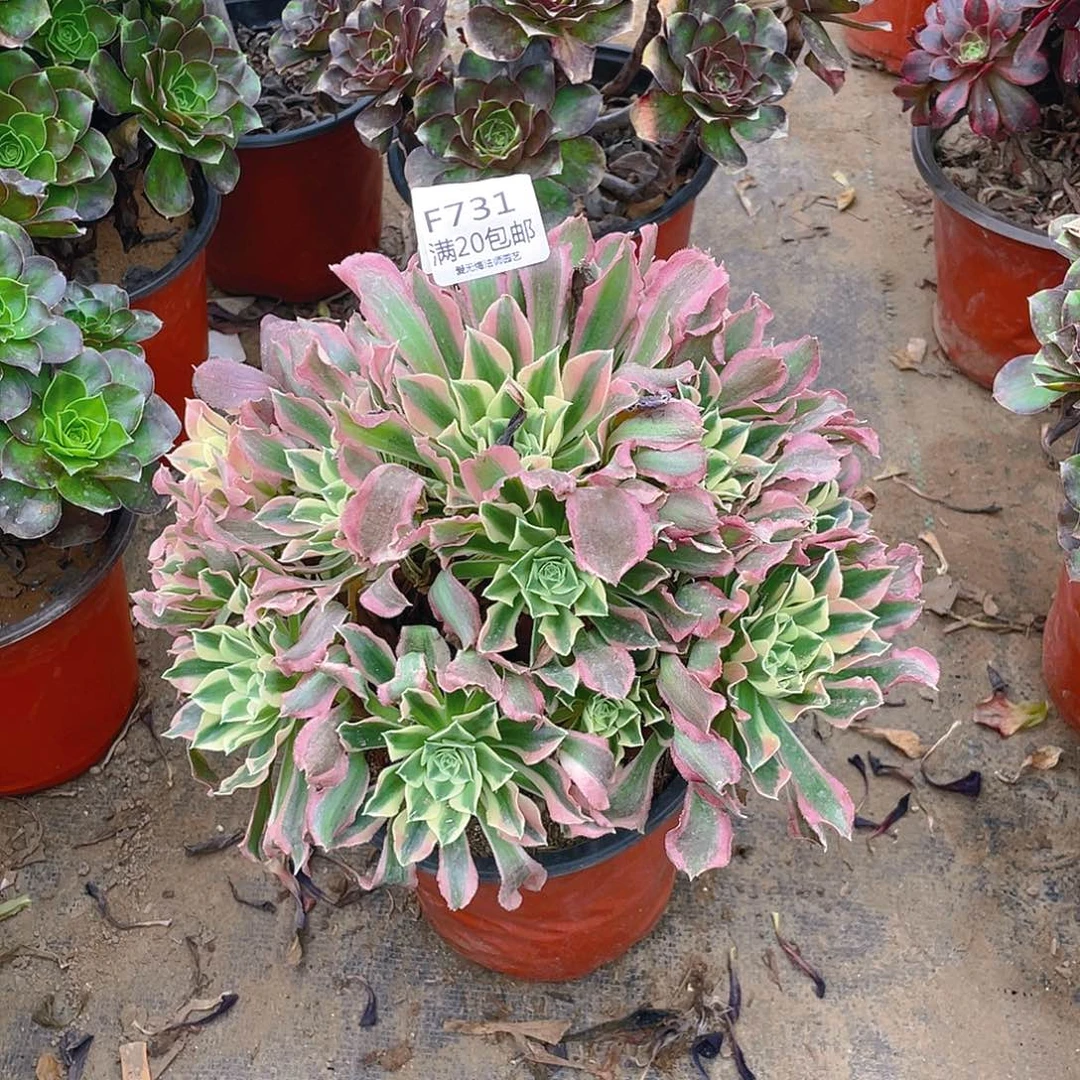 731白凤多肉小损不包