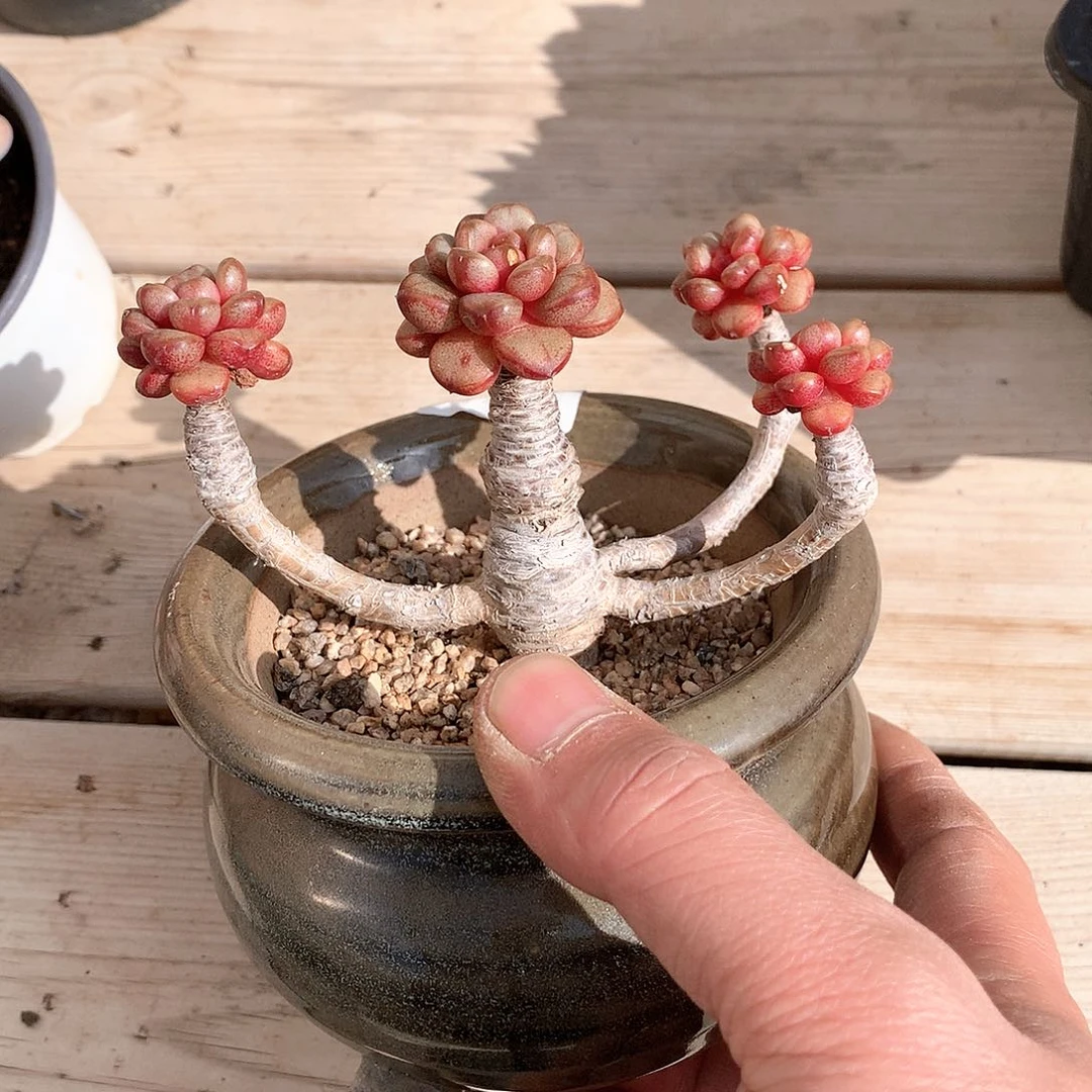 葡萄多肉一颗11厘米