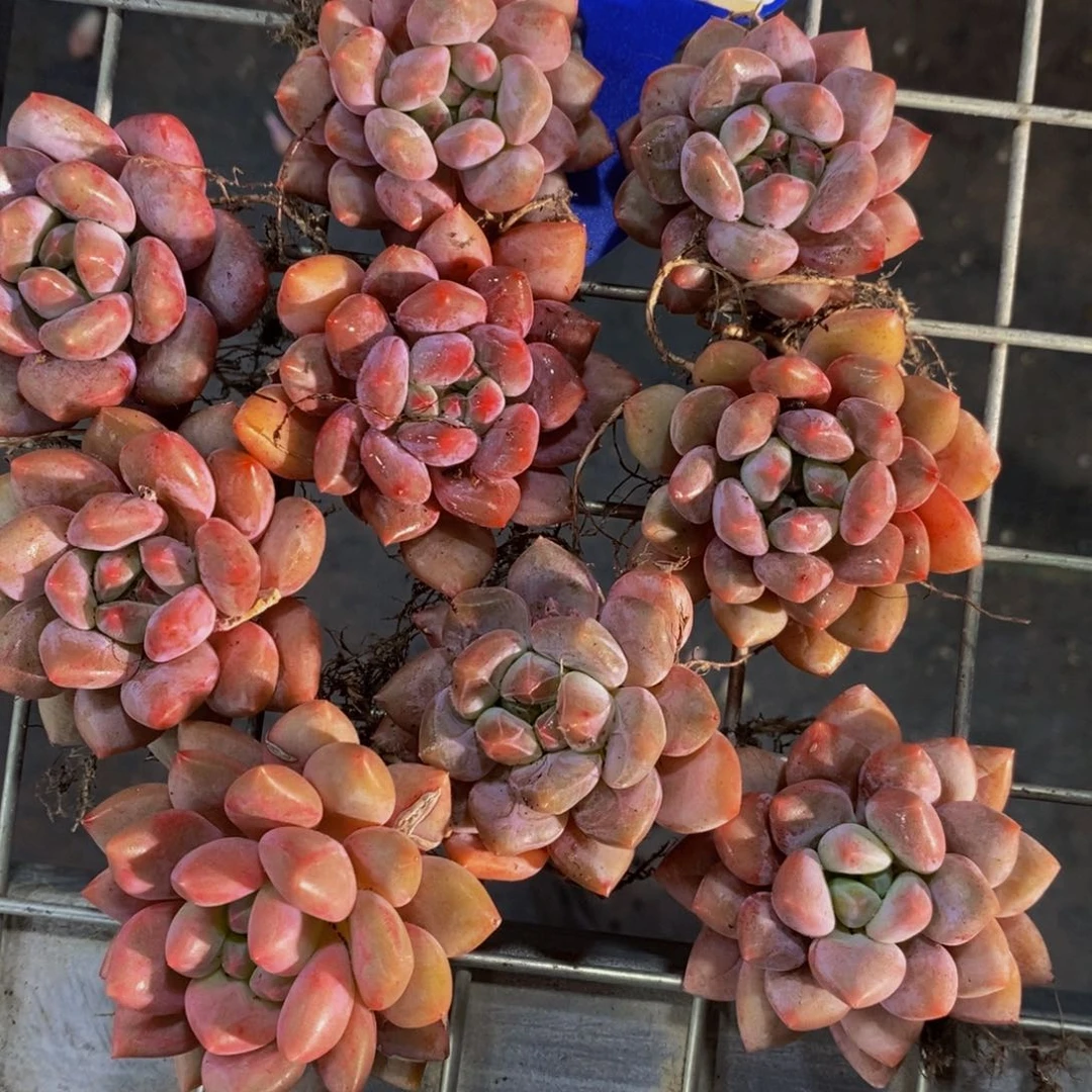 1-开播福利奶油半夏单头 买一送一