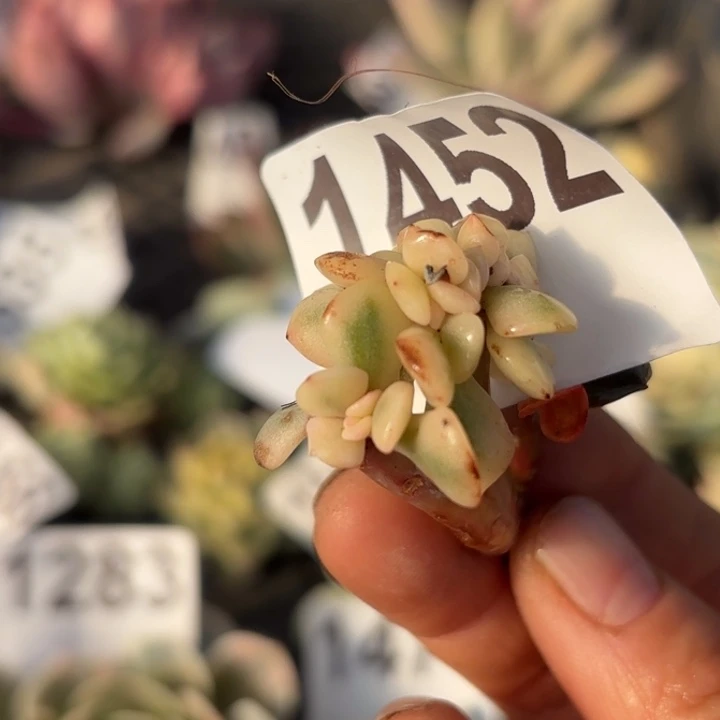 头盖锦多肉植物满18包邮当场凑单不满单隔天发顺丰到付