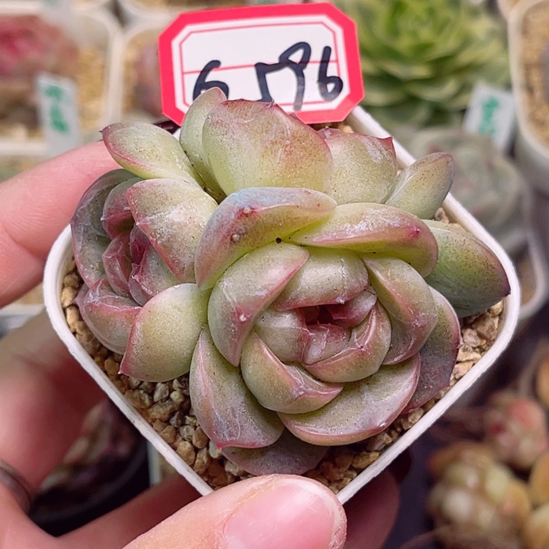 G596一物一拍 QQ糖