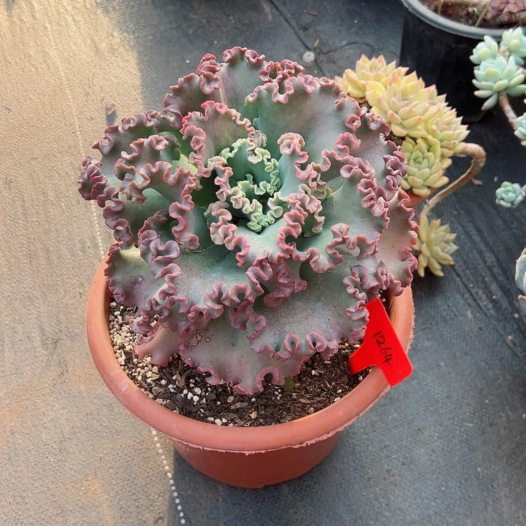 °*度1264女王花笠多肉植物