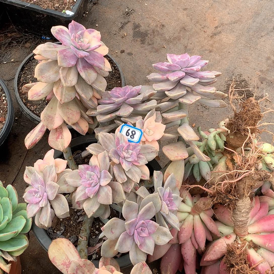 68紫乐锦一物一拍多肉