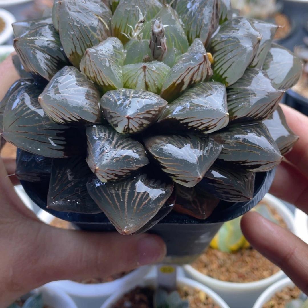 9.十二卷多肉玉潭母本寿。