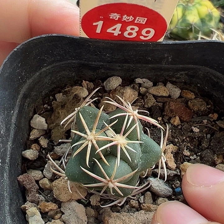 实生大红鹰2.3cm一棵仙人球