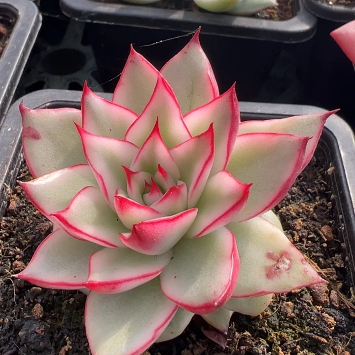 吉赛尔锦一物一拍锦龙