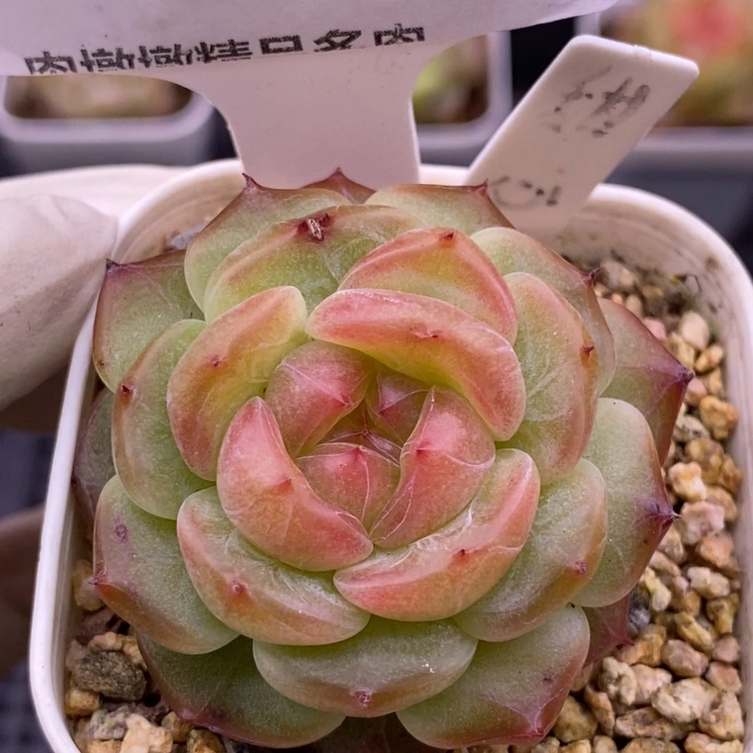 【闪购商品】24-62甜心