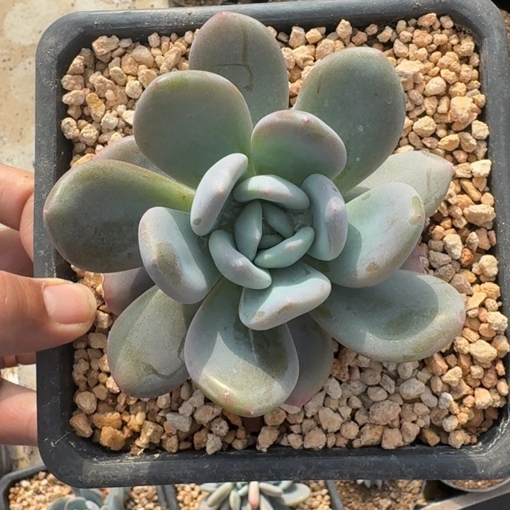 X系列美人新品 一物一拍