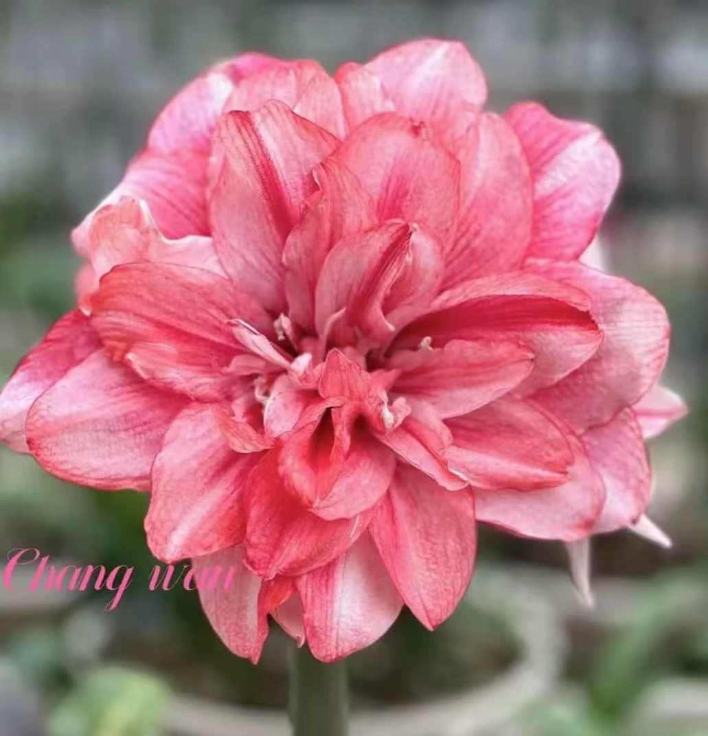 梦幻）现货朱顶红种球双梦种球澳洲重瓣朱顶红大花基地自然球