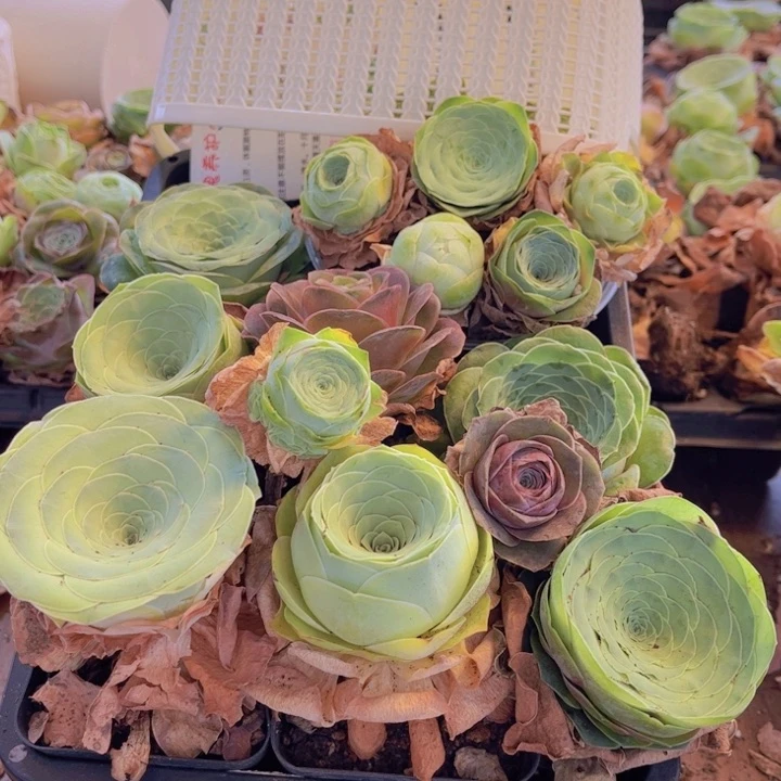 无花朵十六颗玫瑰➕花篮88