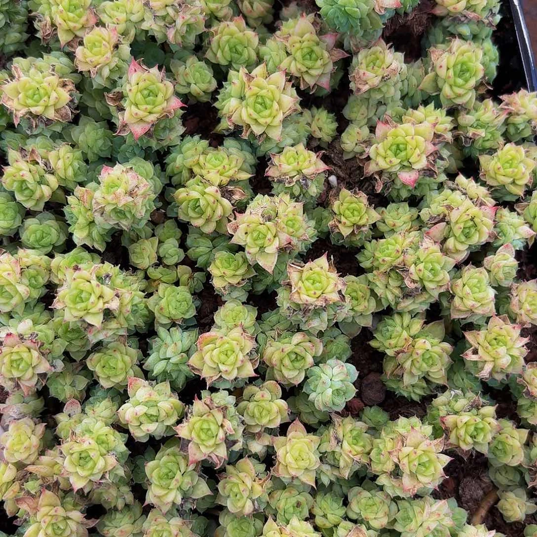 霂****4多肉植物多肉植物726