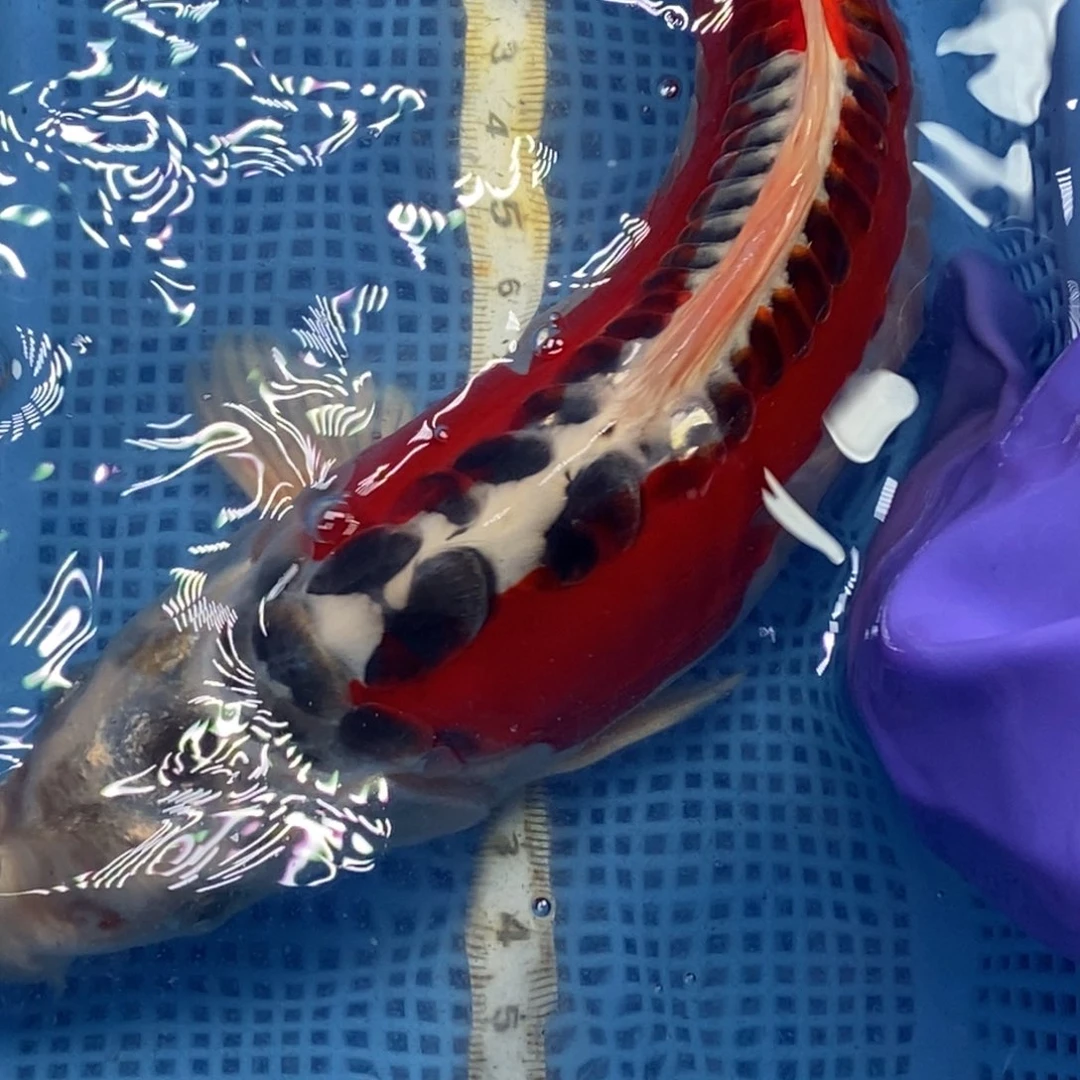 锦鲤冷水锦鲤包邮