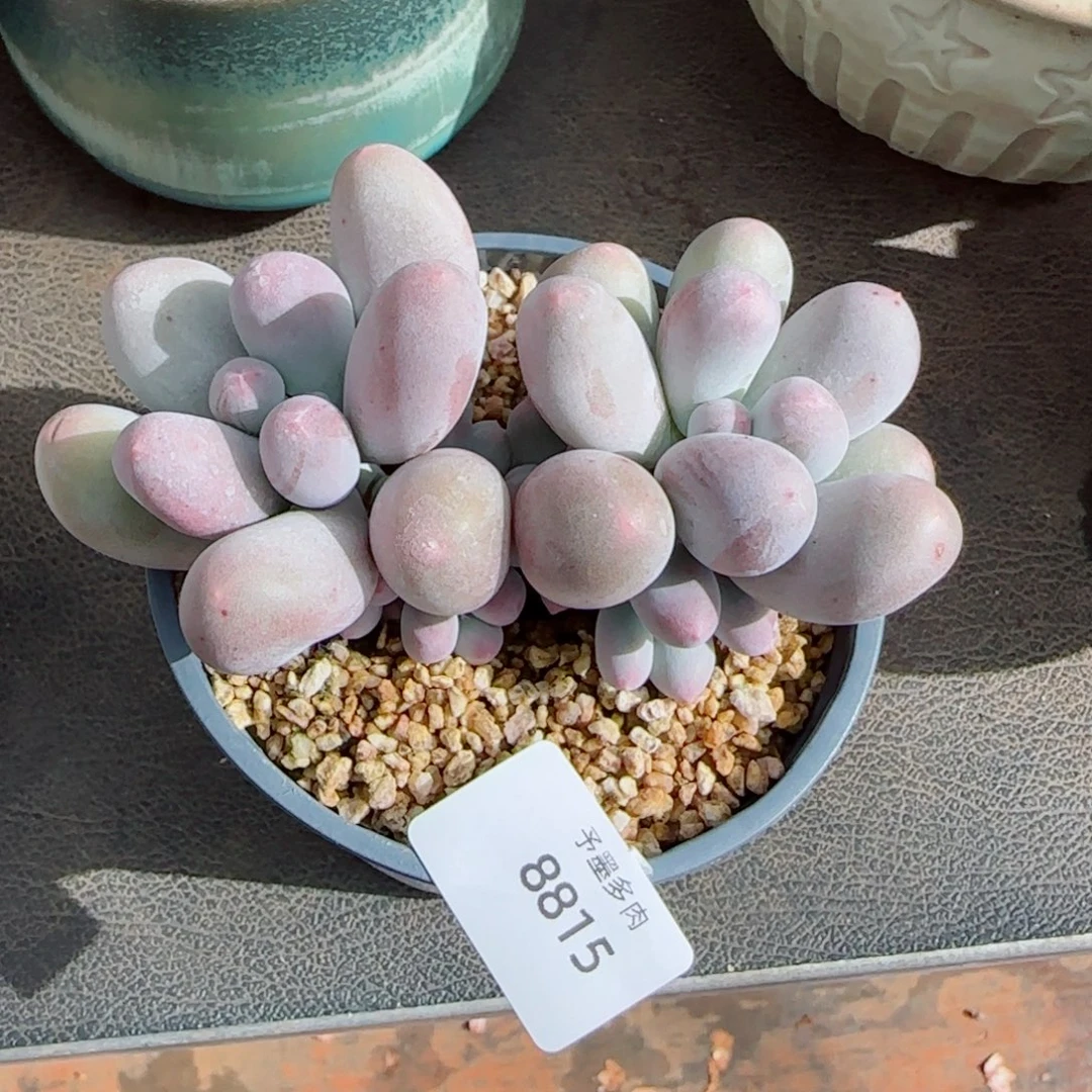 米可奶，8815多肉植物