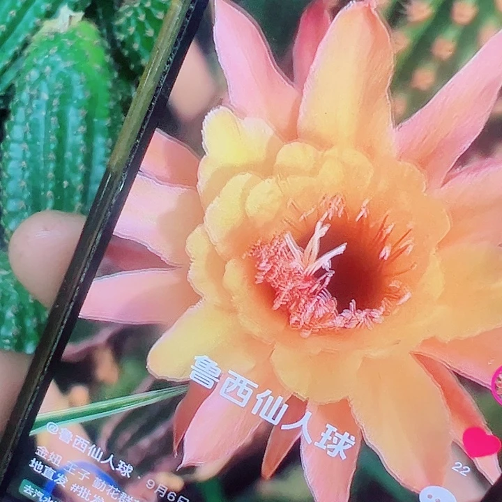 金妞 王子 侧芽  7厘米满20包邮