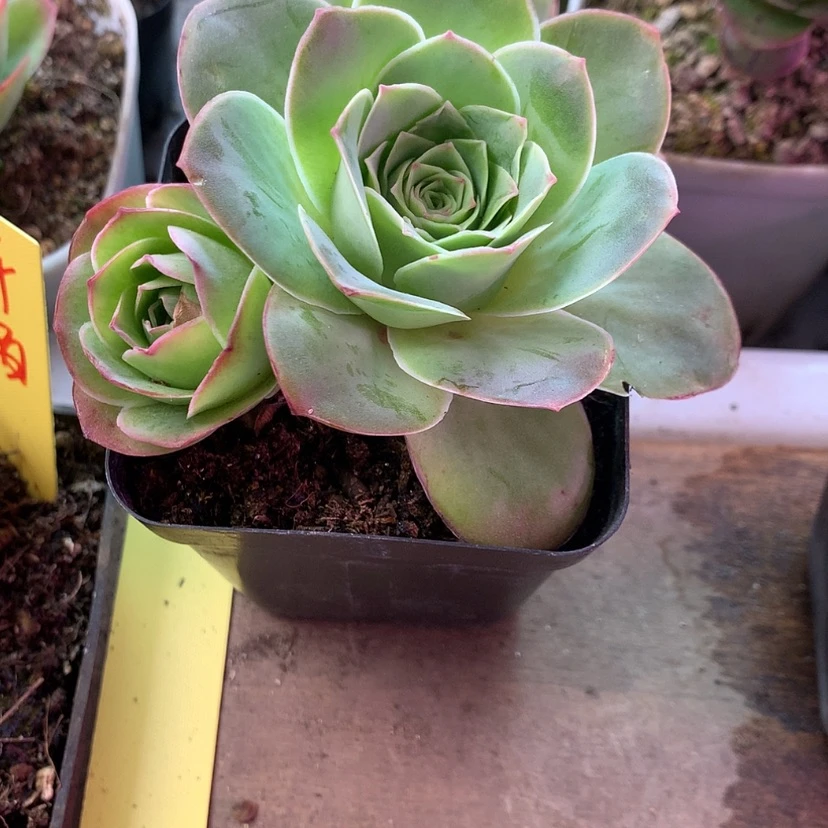 【闪购商品】星*2月会员紫墨璃790