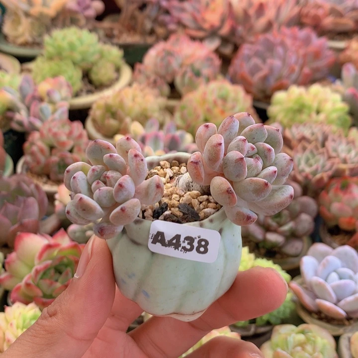 一物一拍含盆土满38包邮A438