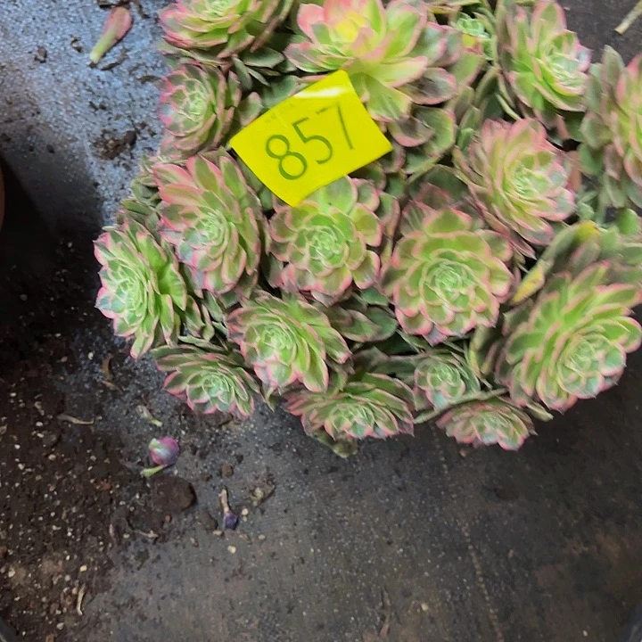 多肉植物福利857个