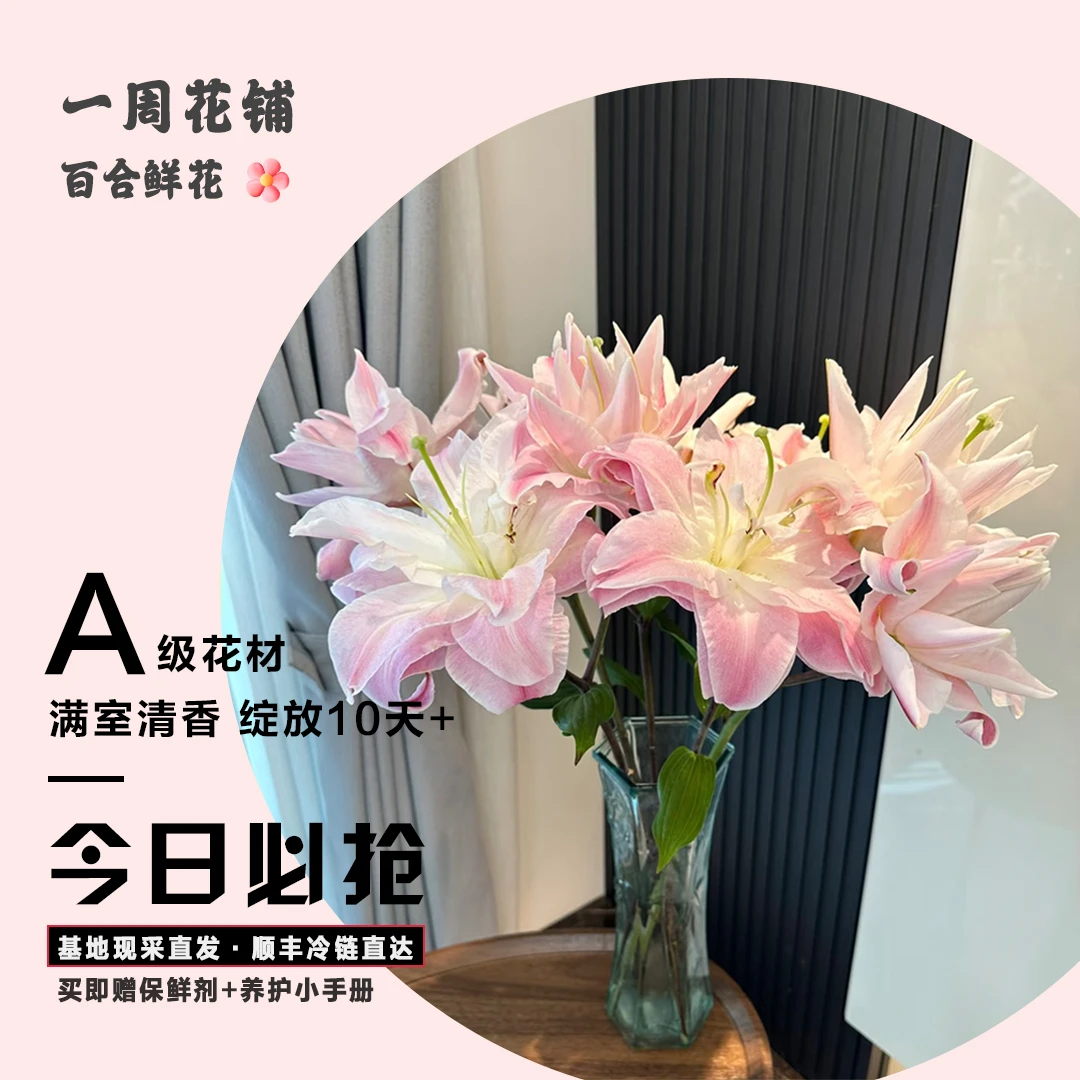 【一周花铺】A级双钻重瓣鲜切百合基地直发【运输损耗掉头2-3属正常】