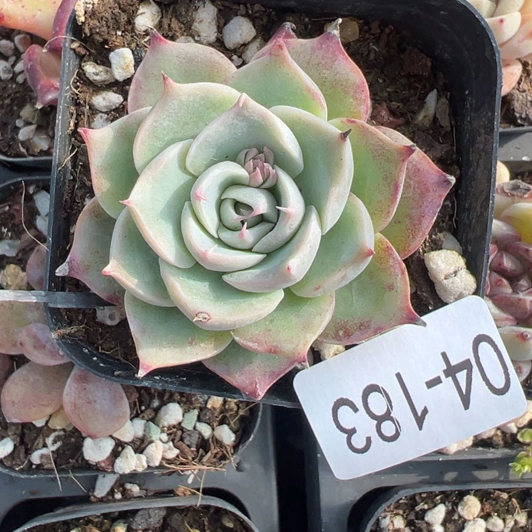 小卡拉米糖心一物一拍4-183