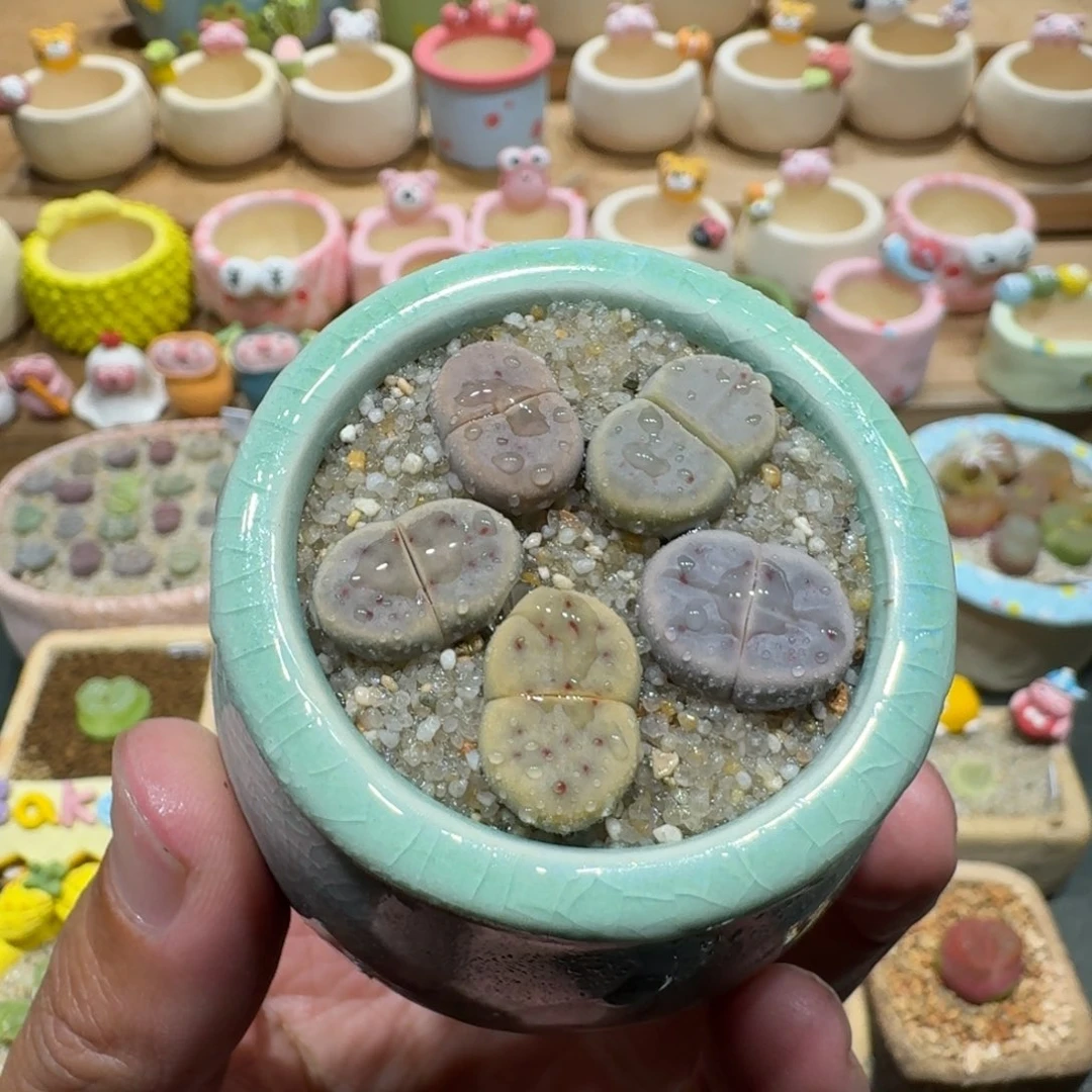 蘑菇1239草莓惜春彩拼