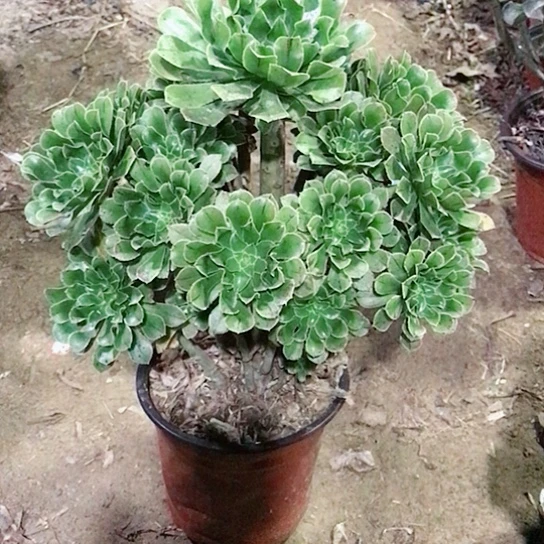绿法师多肉植物04