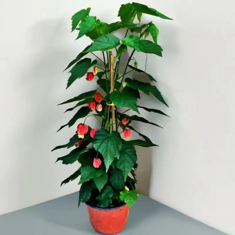 灯笼花植绒盆栽室内外阳台客厅花卉绿植四季开花