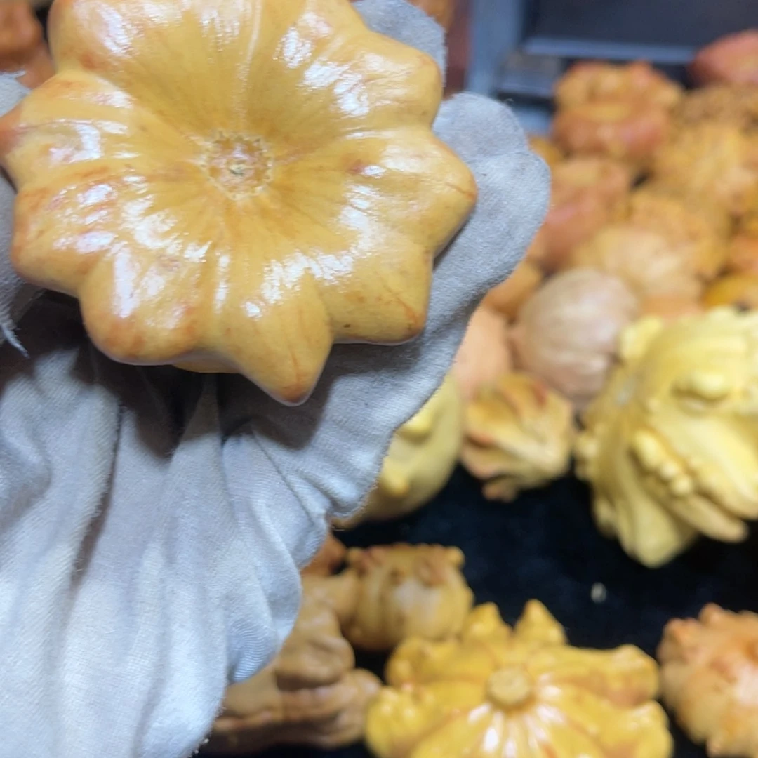 【闪购商品】香榧木良**景墨西哥葫芦