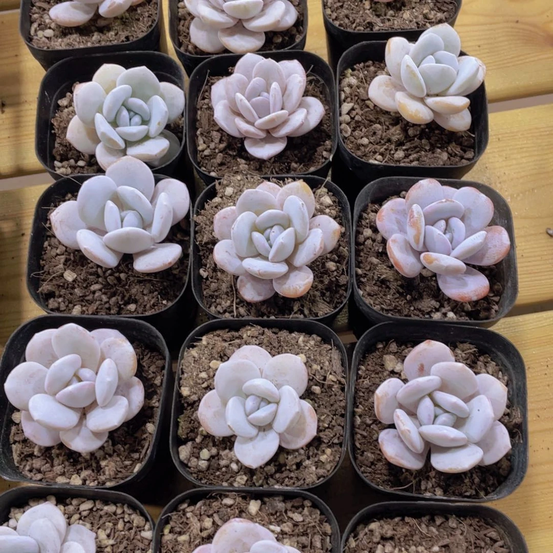 1334号 丸叶精品粉雪莲单头一个