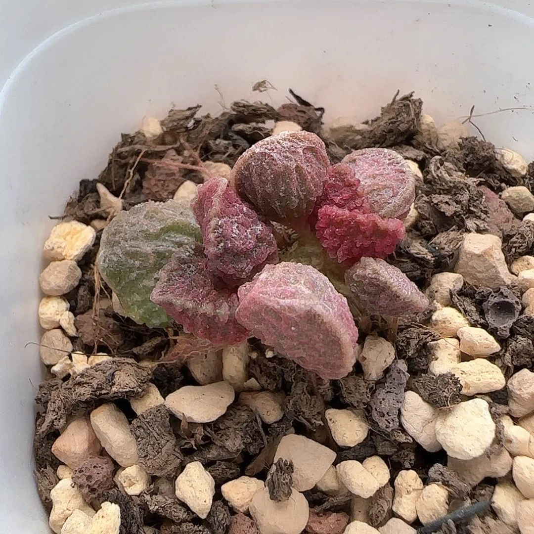 大鱼海棠水泡多肉植物