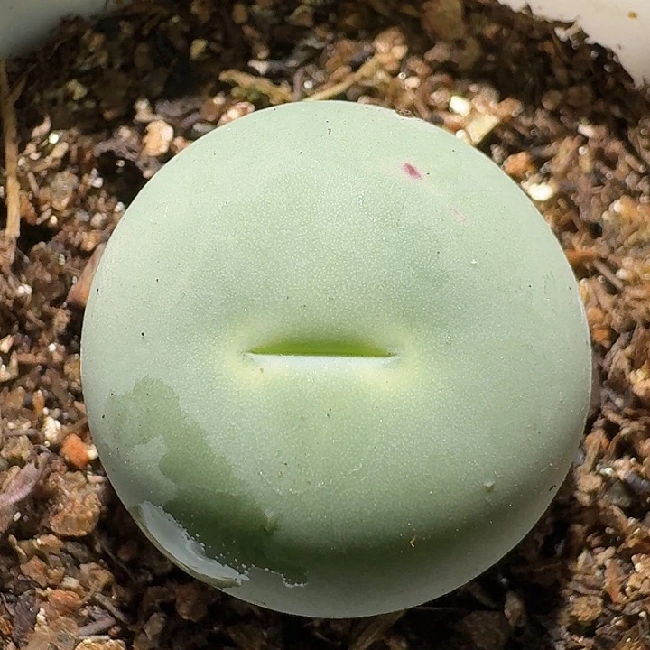 生石花2222222。  176