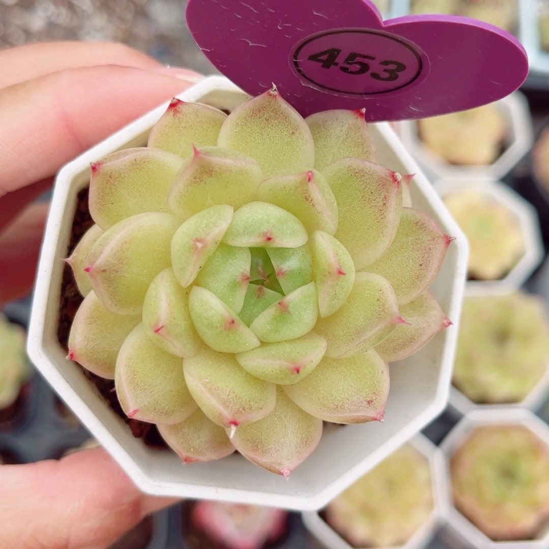 453号珍妮麦秆单头