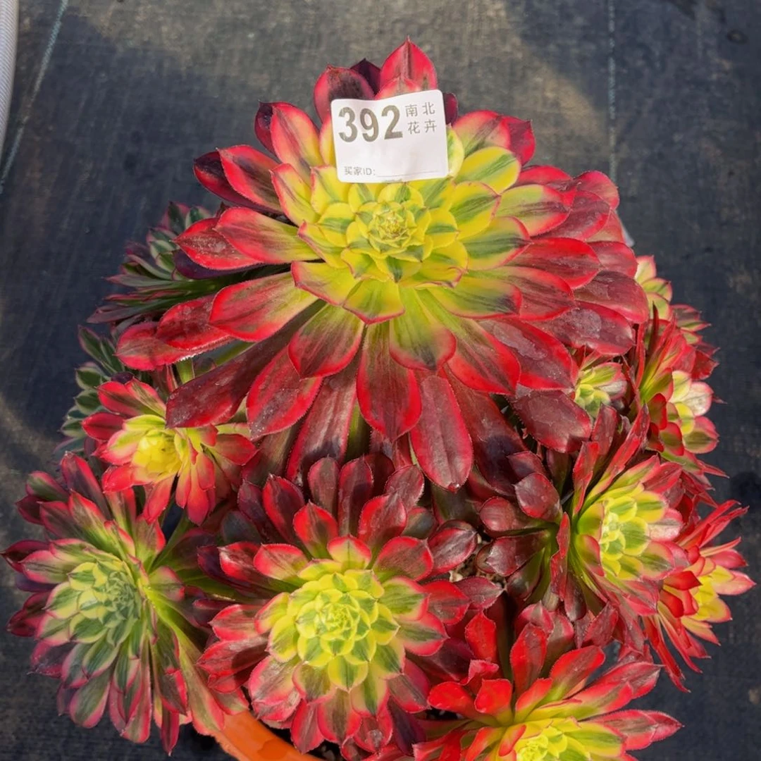 多肉天和000000392