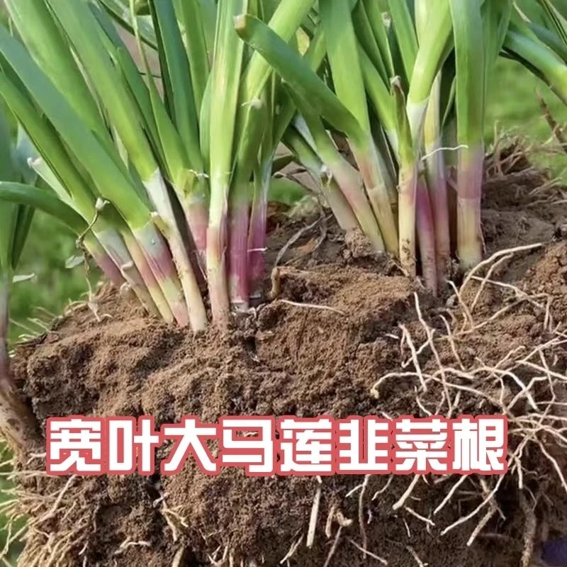 宽叶韭菜根，新疆包邮产地直发