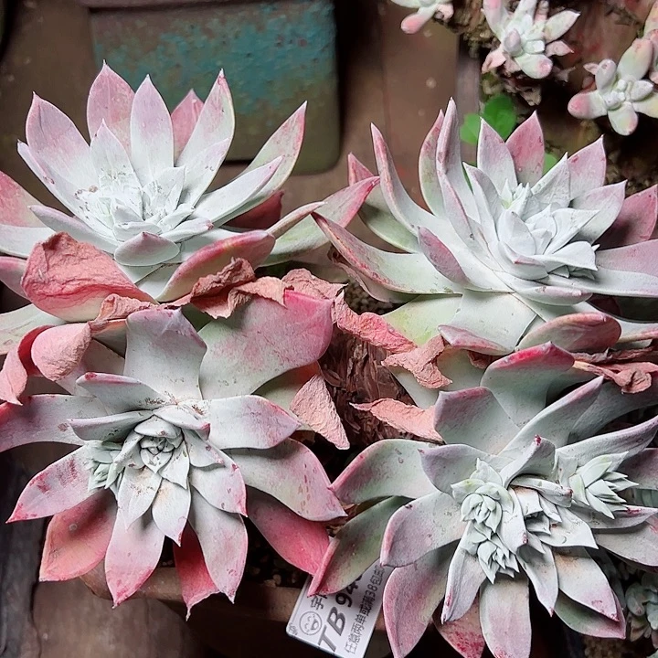 9372墨西哥大圆叶仙女杯多肉