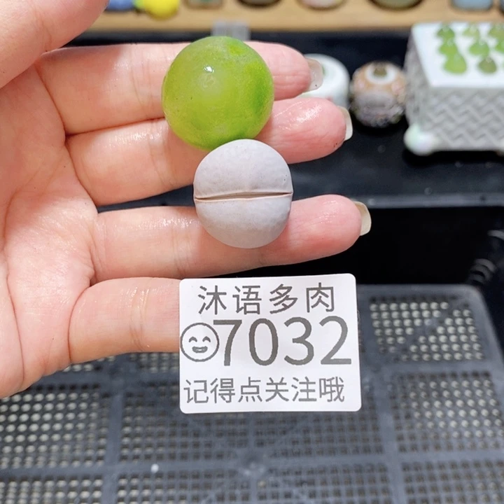 旺***) 带盆土发货 精美盆栽 7032