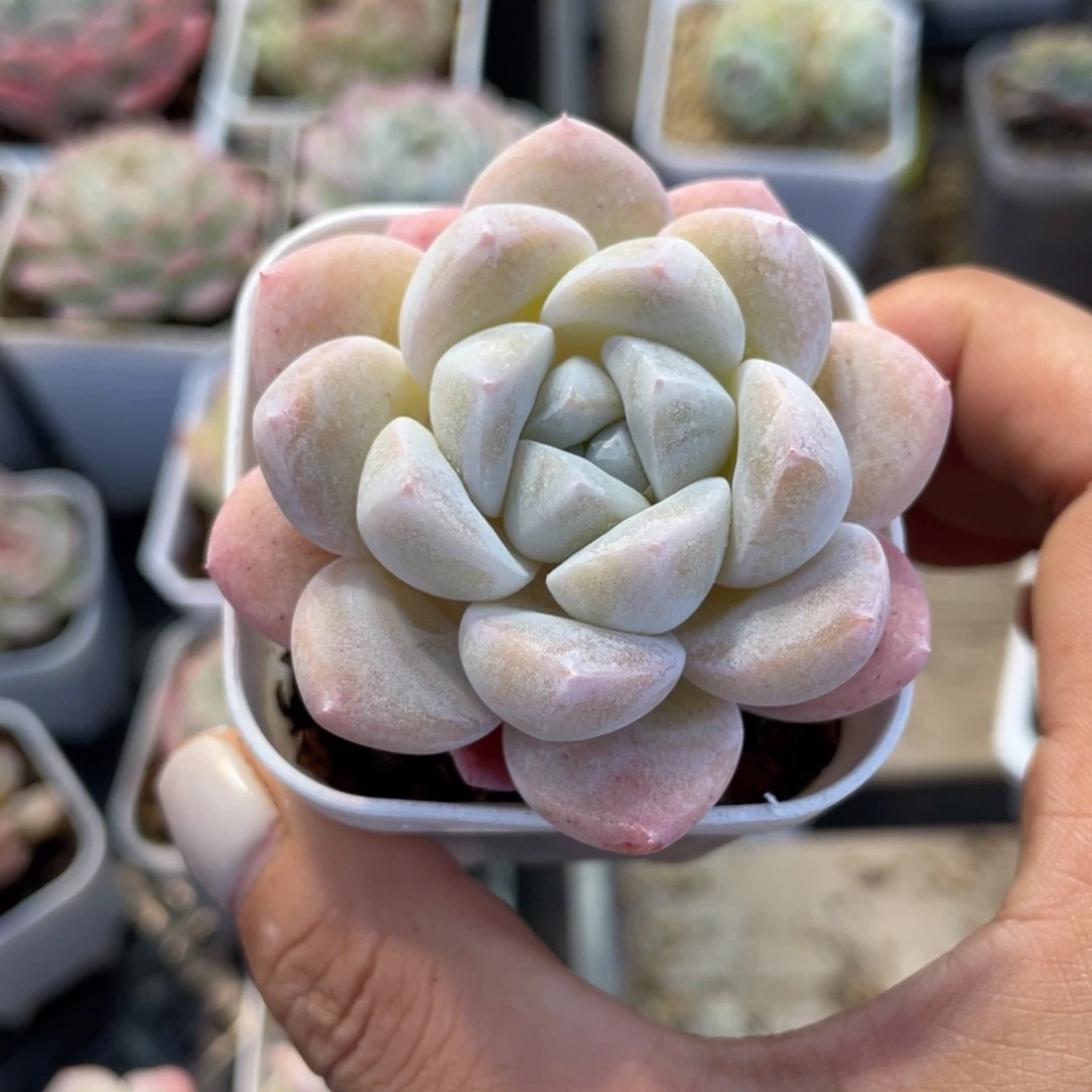 优选冰玉多肉福利1961