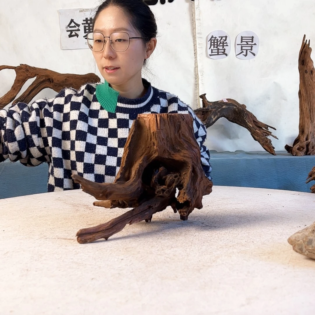 寄居蟹造景沉木造景