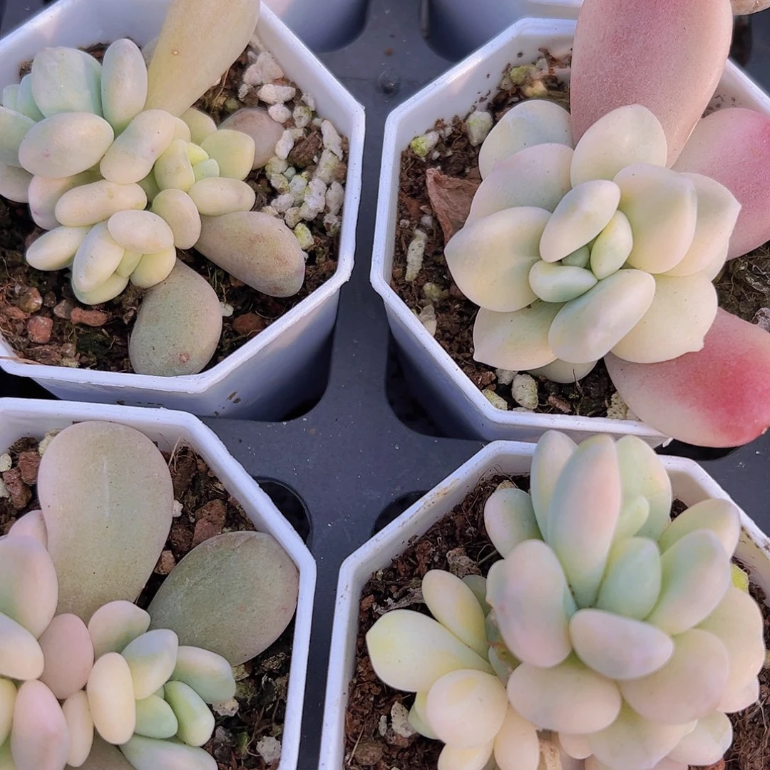 双头起洛神锦19包邮