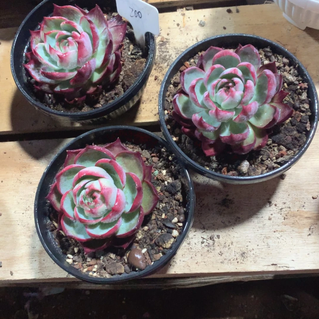 多肉植物多肉植物200号惊鸿