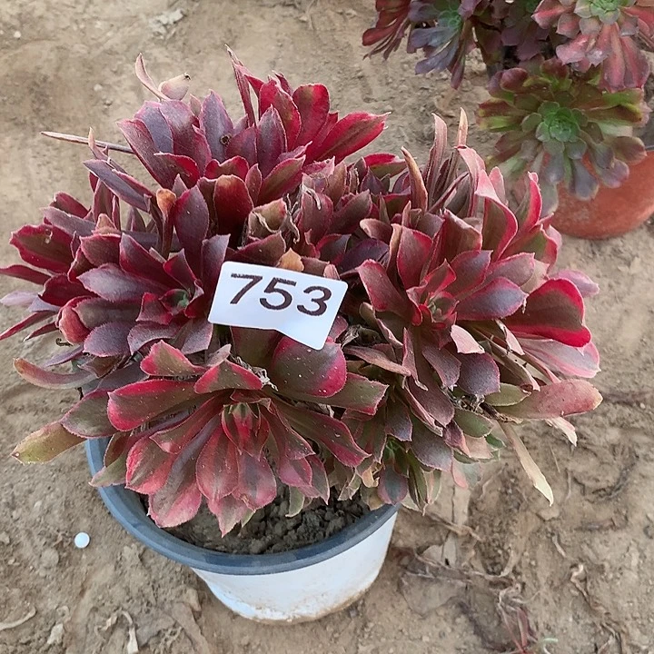 无花朵753蒙娜丽莎中