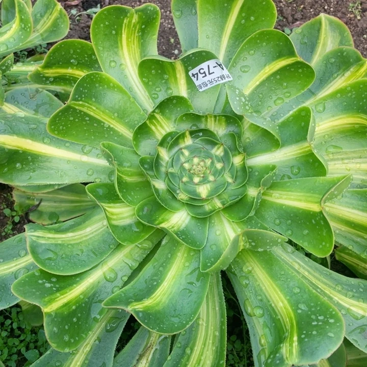 754暴君多肉1，啊12345678