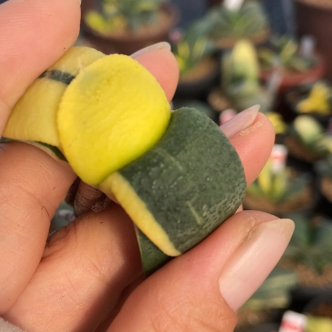 黄***伟812军配卧牛实生锦带盆发货