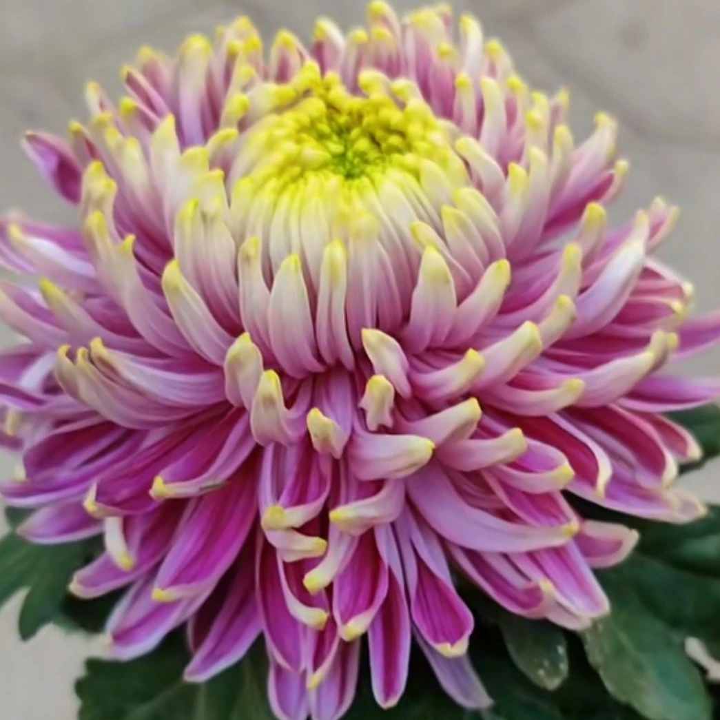 九月菊精品【盘龙木兰】大花富贵菊 盆栽庭院好养活