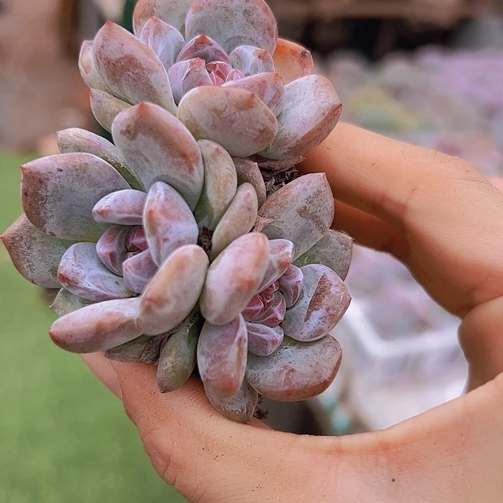 糖心石榴籽19包邮多肉植物