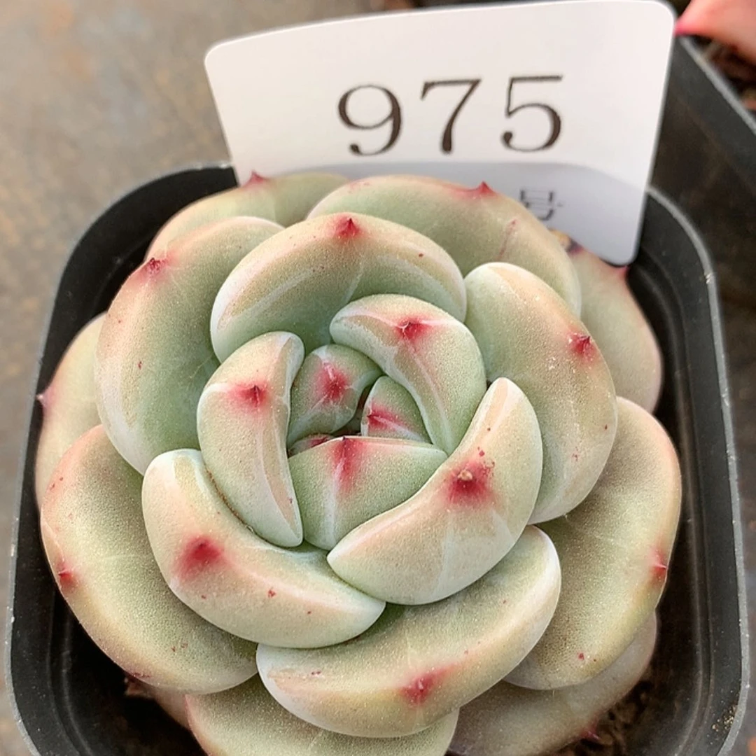 【闪购商品】云975号