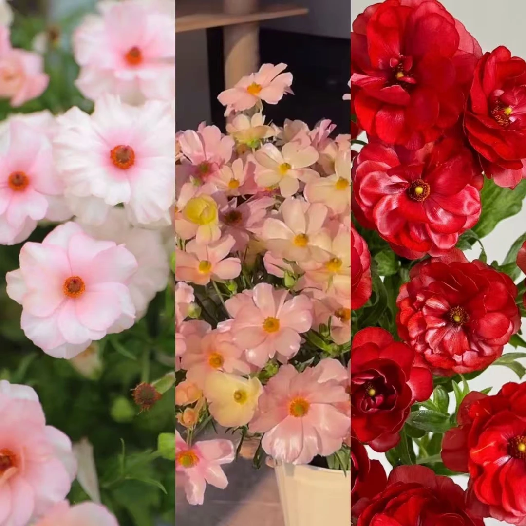蝴蝶花毛茛【颜色不选】盆栽四季易种庭院阳台种植花卉发货快