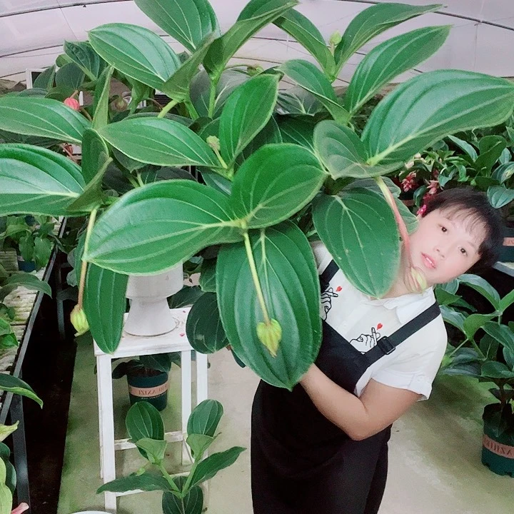 顺**水宝莲灯开花开花