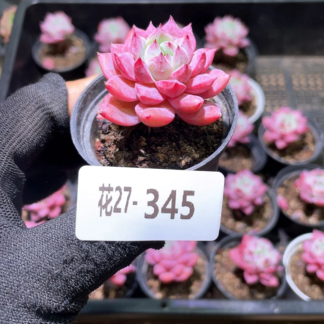 花利美27-345豆蔻