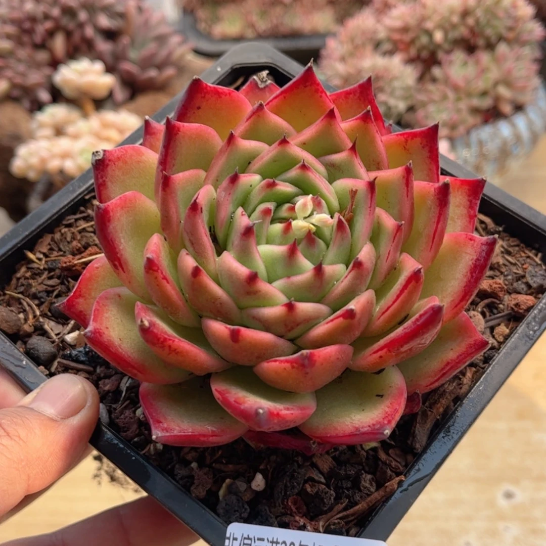 【闪购商品】003霸王龙