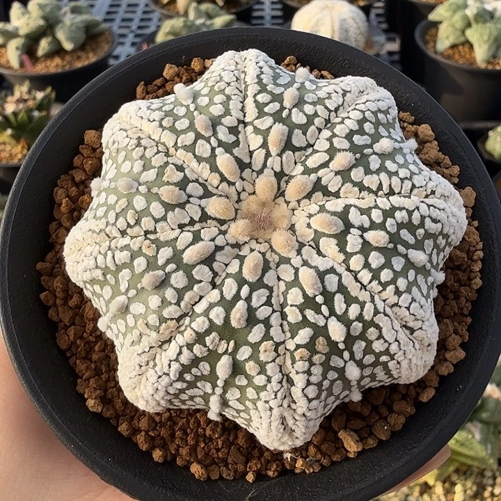 无花朵福利浓白海星兜6.8公分微瑕